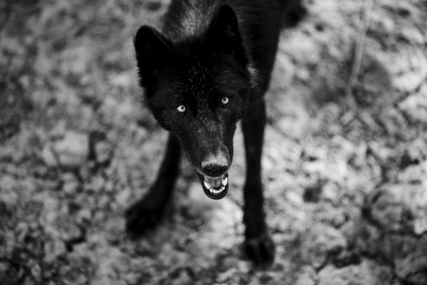 Loup noir - Jonas Jacquel