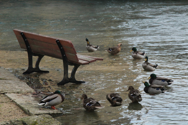 ASC Photo Chevigny-Saint-Sauveur - Herbert JP