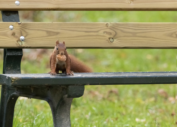 ASC Photo Chevigny-Saint-Sauveur - Lachal Daniel